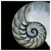 Empire Art Direct Pearly Nautilus Frameless Free Floating Tempered Glass Panel Graphic Wall Art, 36" x 36" x 0.2", Ready to Hang