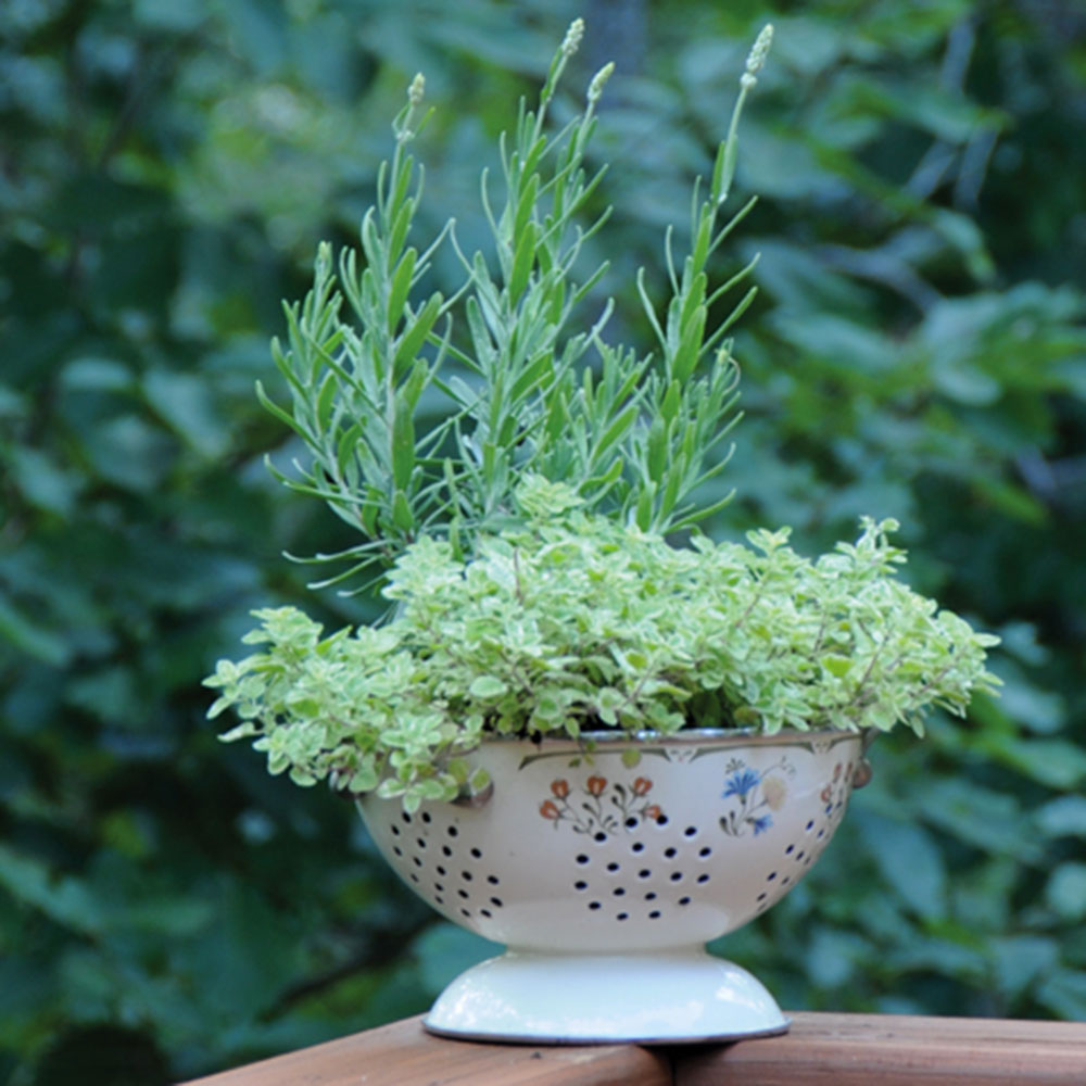 Bonnie Plants Lavender 2.32 qt.