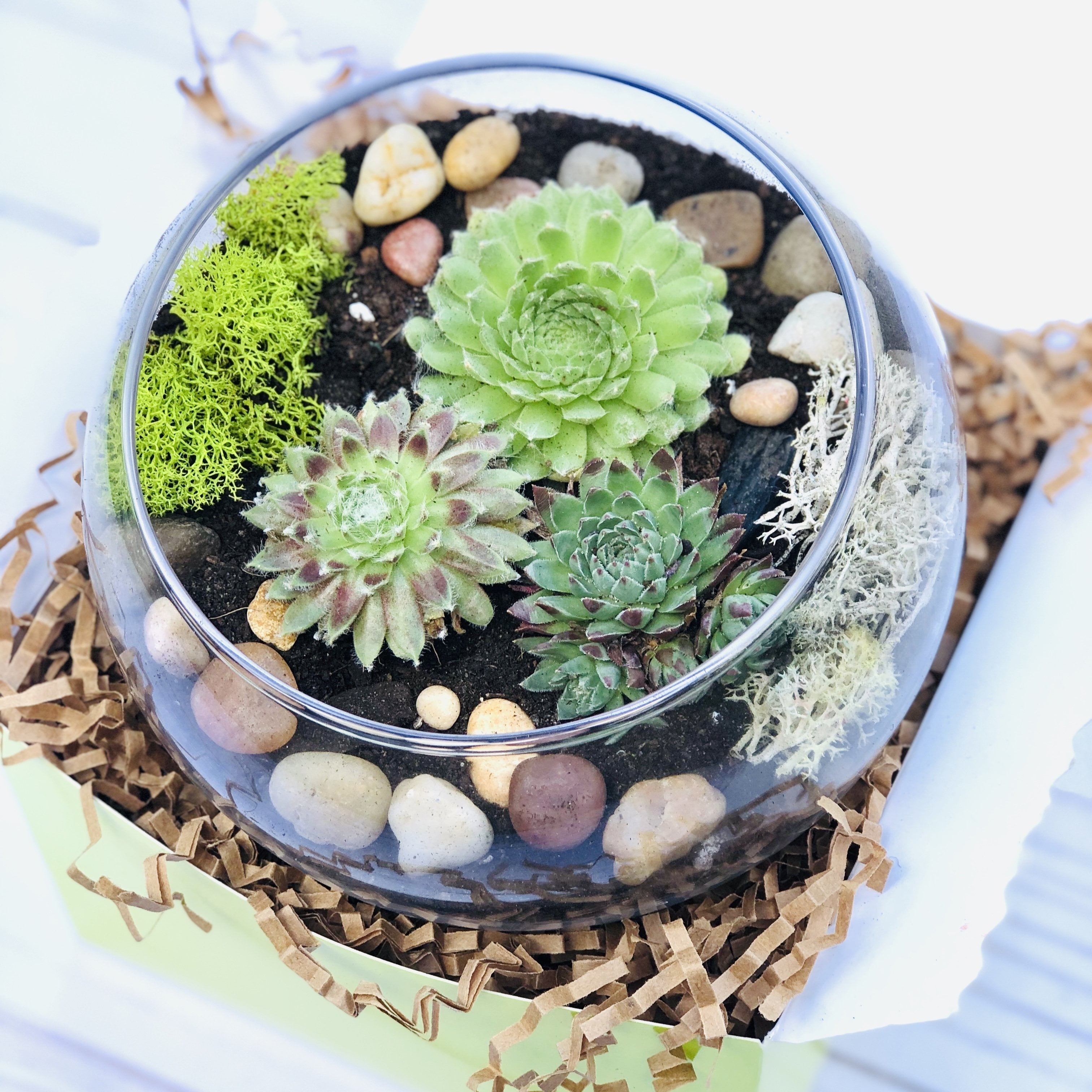 DIY Succulent Terrarium Kit, Succulents & Houseplants for Delivery