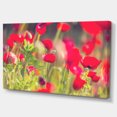 thumbnail image 2 of Coquelicots Rouges sur Fond Vert - Grande Impression sur Toile Fleur, 2 of 3
