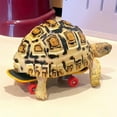 thumbnail image 6 of Tortoise Treat Training Set | Miniature Frosted Skateboard & Red Rubber Feeder for Habitat | Turtle Stimulation Toys | 5.5" Board & 2.76" Feeder | Durable, Easy Clean, Textured Grip | 3-Piece Pack, 6 of 8