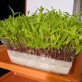 thumbnail image 2 of Bandejas de Inicio de Plántulas Sunnimix Caja de Cultivo 5 piezas L, 2 of 8