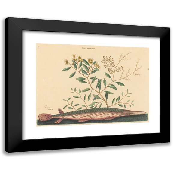 Mark Catesby 14x11 Black Modern Framed Museum Art Print Titled - The Green Gar Fish (Esox Osseus) (1731-1743)