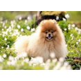 thumbnail image 1 of Bordado de diamantes redondos y cuadrados, animales de perro Spitz, bricolaje, pintura de diamante 5D, punto de cruz, diamantes de imitación, decoración del hogar, FS6607, 1 of 5