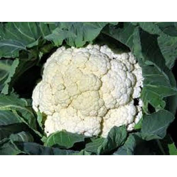 Cauliflower Snowball Great Heirloom Vegetable 2,000 Seeds