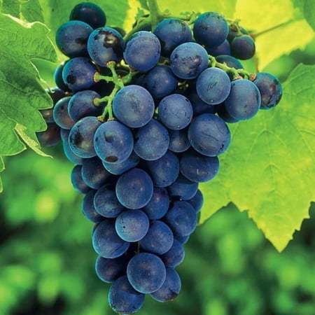 Bluish-Black Seedless Grape Vines Live Plants for Planting, 5-10" Grape Tree for Outdoor Garden, Dormant in Winter, Cold Hardy, Sweet Flavor