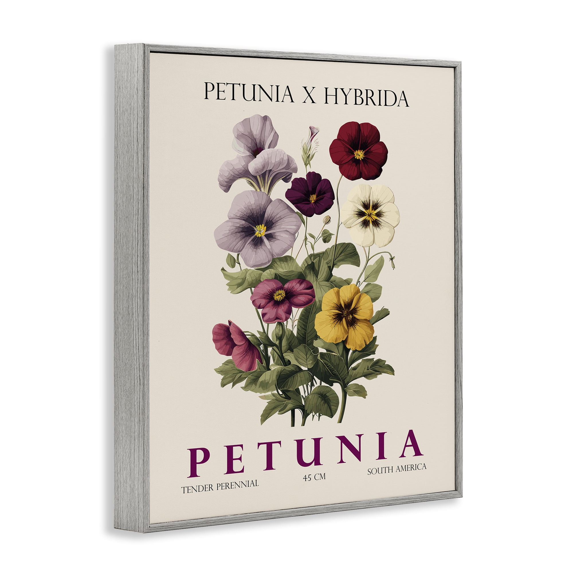 Stupell Industries Natural Petunia Bundle Gray Framed Giclee Art, design by Christopher Giampietro