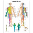 thumbnail image 1 of HD Human Anatomy Organ Pipe Canvas Art - Remastered Flannel Anime, In Stock, 14+, CE, 1 of 9