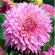Dahlia 'Fubuki Sakura' - 3 Plant Divisions, Pink Flowers in Summer Blooming Gardens