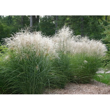 graziella grass miscanthus maiden pot quart perennial