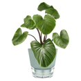 thumbnail image 5 of Pot de Plante Auto-Arrosant de 6 Pouces avec Réservoir Visuel Vert, 5 of 5