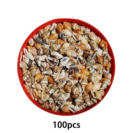Bestsky Sea Shells Natural Seashell Decor Sea Shell Perfect Aquarium Decoration Shell Craft