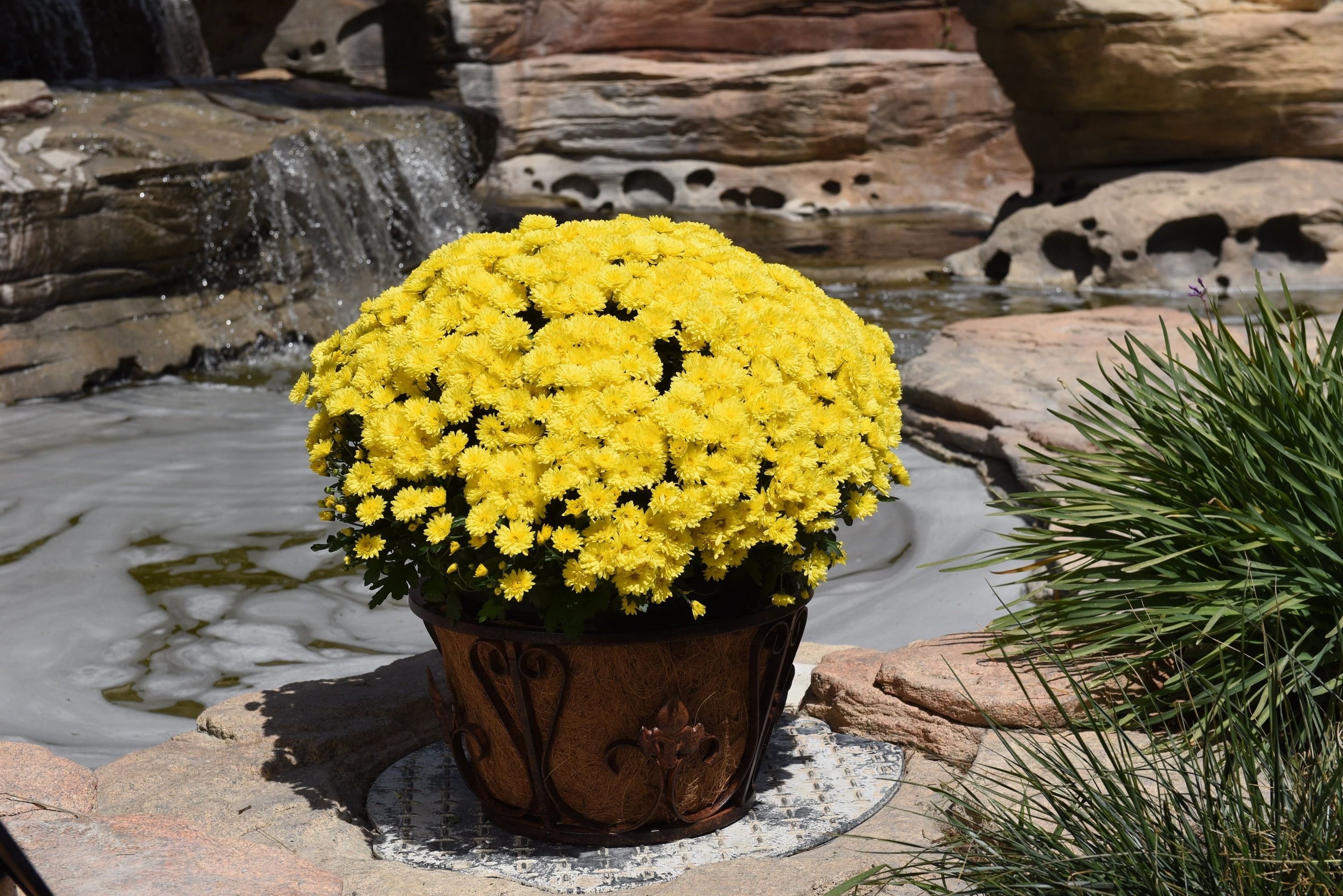 Expert Gardener 8IN Mum Yellow Live Plants Full Sun - Walmart.com