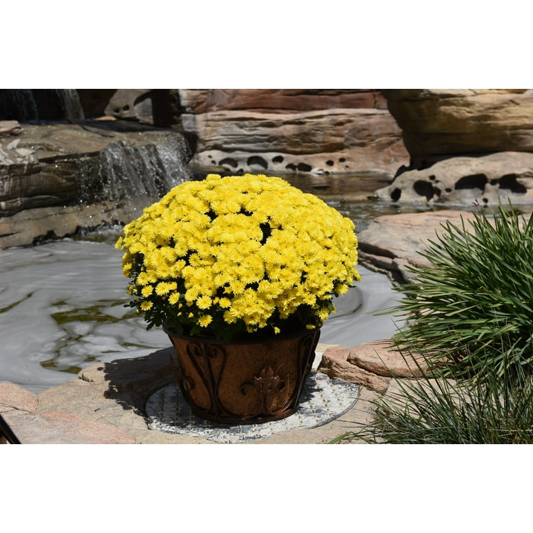 Expert Gardener 8IN Mum Yellow Live Plants Full Sun - Walmart.com