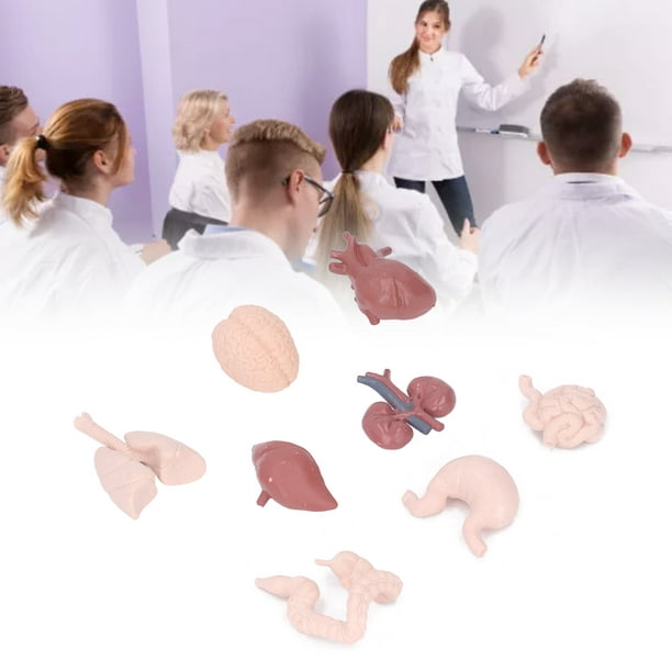 Modèle d'anatomie du corps humain pour les enfants, ensemble de jeux  d'anatomie du corps avec 15 parties amovibles cœur viscérale soins  infirmiers médicaux Jouets éducatifs pour enfants Home Sc (h-3