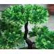 thumbnail image 3 of Planta artificial en maceta Ganoderma Simulación Bonsai Árbol Plantas verdes al aire libre Decoración del hogar Sala Comedor Mesa Dormitorio Oficina Decoración Simulación Planta en maceta Pl, 3 of 4