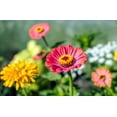 thumbnail image 2 of Earthcare Seeds - Zinnia California Giant Mixed 500 Seeds (Zinnia Elegans) Heirloom - Open Pollinated, 2 of 5