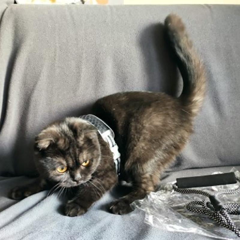 Easy Control Cats Vest Harness for Walking for Reflective Strips Mesh for for Pet High-Density Nylon W