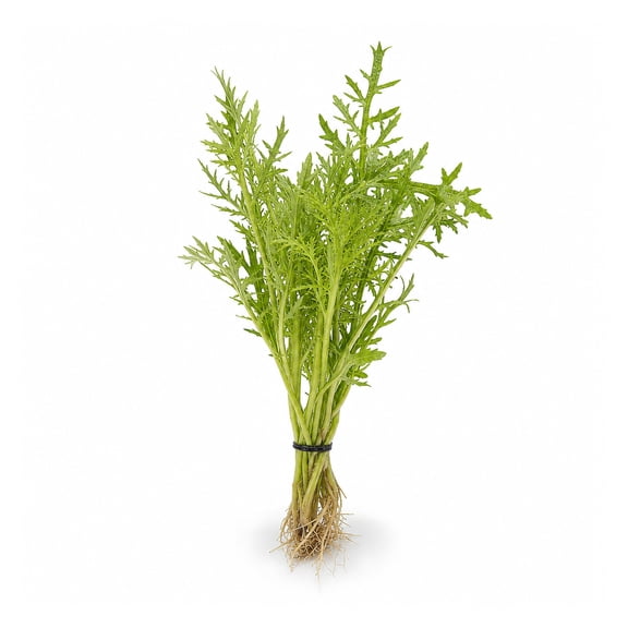 Hygrophila Difformis Water Wisteria Live Aquarium Plants BUY 2 GET 1 FREE