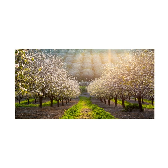 Canvas Wall Art - Azriel Yakubovitch 'Golden Almonds' Wall Art for Living Room, Bedroom, or Office Décor by Trademark Fine Art - 32 x 16 Inches
