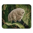 thumbnail image 1 of JSDART Tapis de Souris Tardigrada Ours d'Eau Rendu 3D Microscope Mousse Biologie 9x10 Pouces, 1 of 1