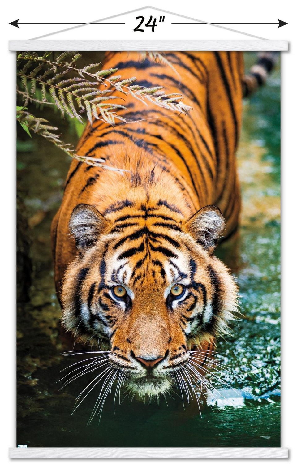 Tiger - Water Wall Poster, 22.375" x 34" Framed