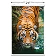 thumbnail image 2 of Tigre - Eau, 2 of 4
