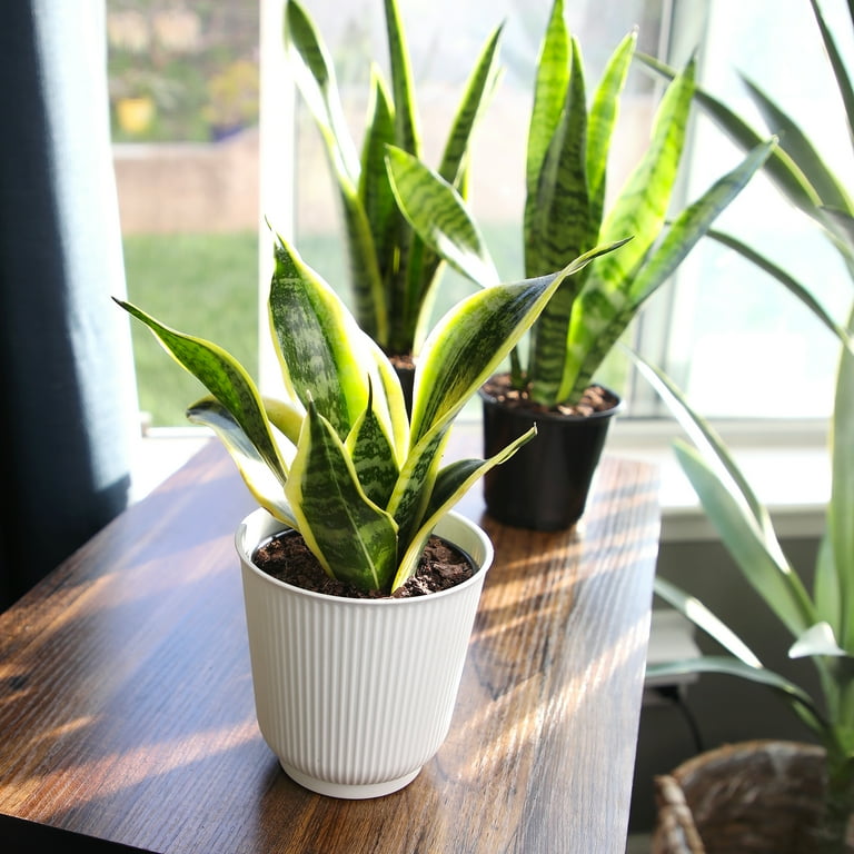 large house plant pots Eko Black & Ash Wood Hanging Planters