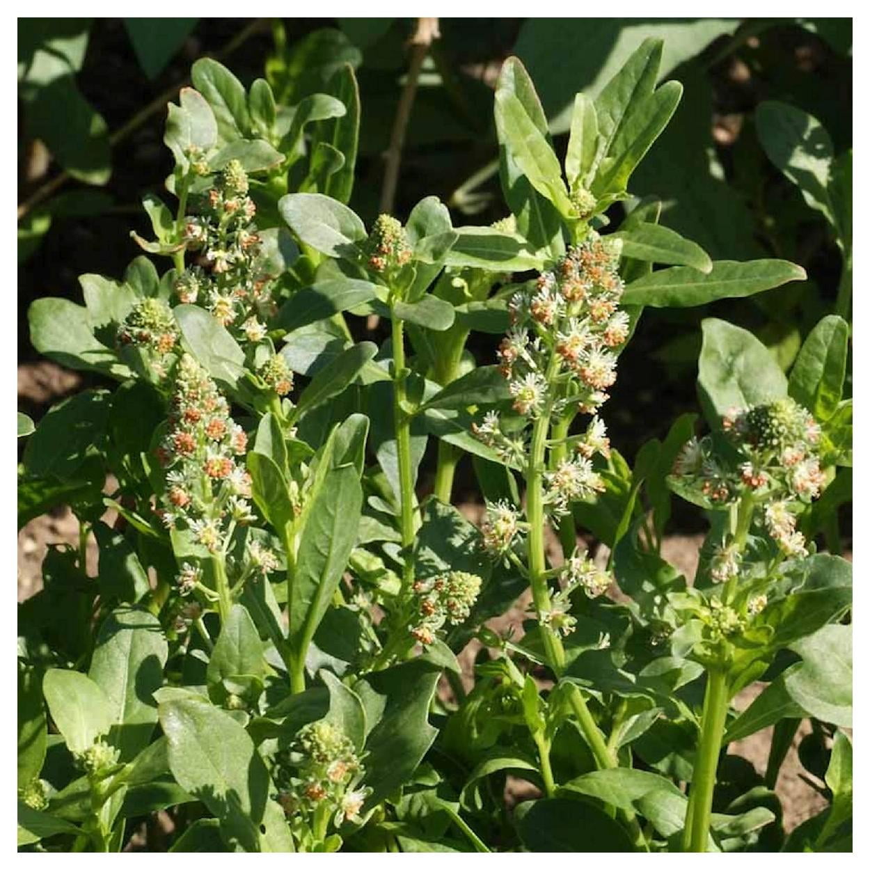 Everwilde Farms - 1 lb Sweet Mignonette Garden Flower Seeds - Gold Vault Bulk Seed Packet
