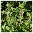 thumbnail image 4 of Everwilde Farms - 1 lb Sweet Mignonette Garden Flower Seeds - Gold Vault Bulk Seed Packet, 4 of 4