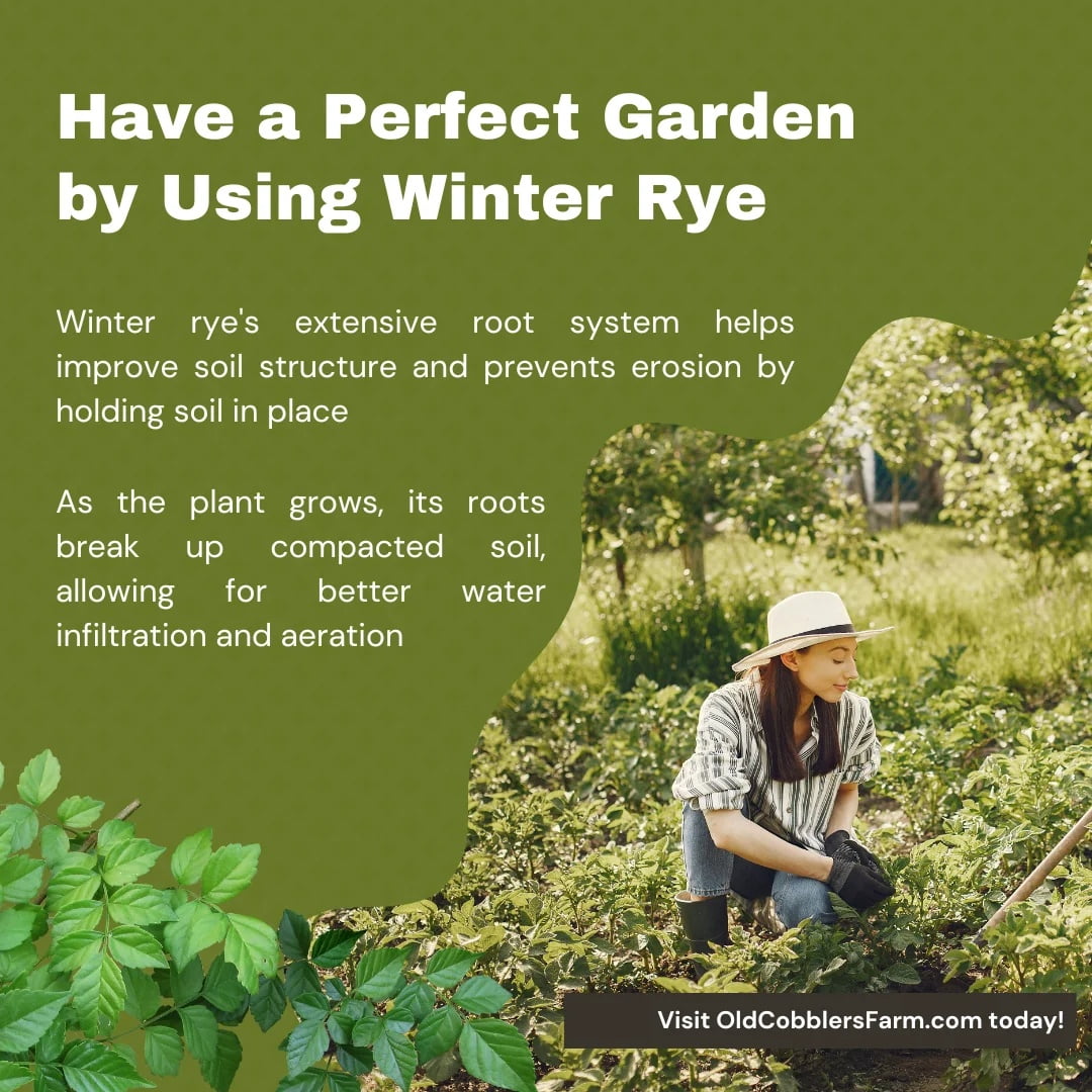Winter Rye Seeds – The Ultimate Cover Crop for Healthy Soil, Weed Control, and Erosion Prevention – 20 lbs by Old Cobblers Farm