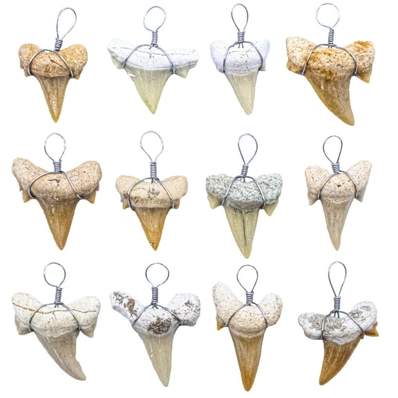 Fun-Weevz Real Fossil Shark Teeth for Jewelry Making, Assorted Sharks Tooth Pendant Jewelry Accessories for Necklace