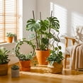 thumbnail image 2 of 10 Pack Flexible Plant Support Stakes, Bendable Garden Plant Support Rods for Potted Plants Flowers and Gardening Accessories, 2 of 7