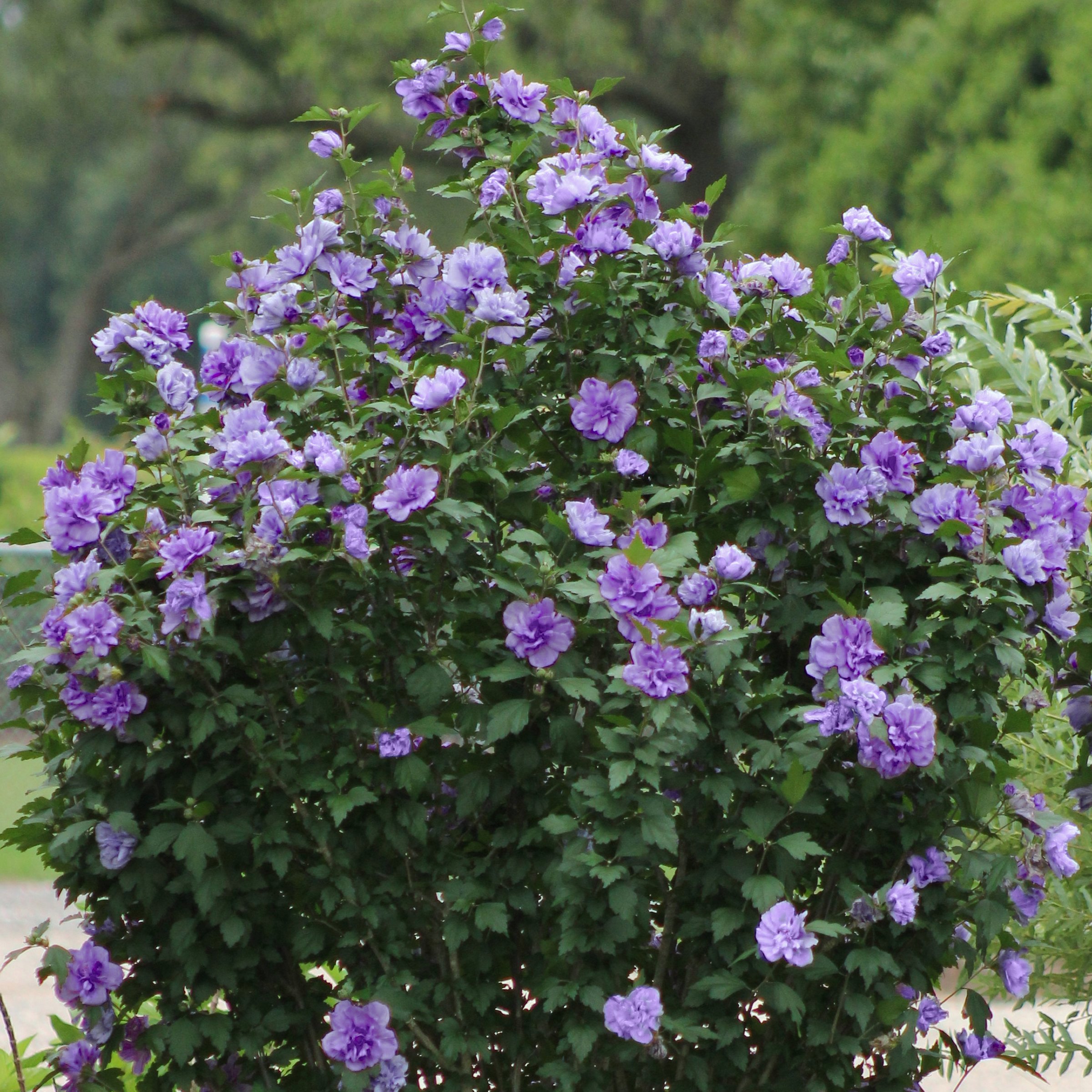 2 gal Live Shrub Hibiscus 'Blueberry Smoothie'