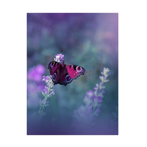 Trademark Fine Art Juliana Nan Queen Of Flowersiii Canvas Wall Art