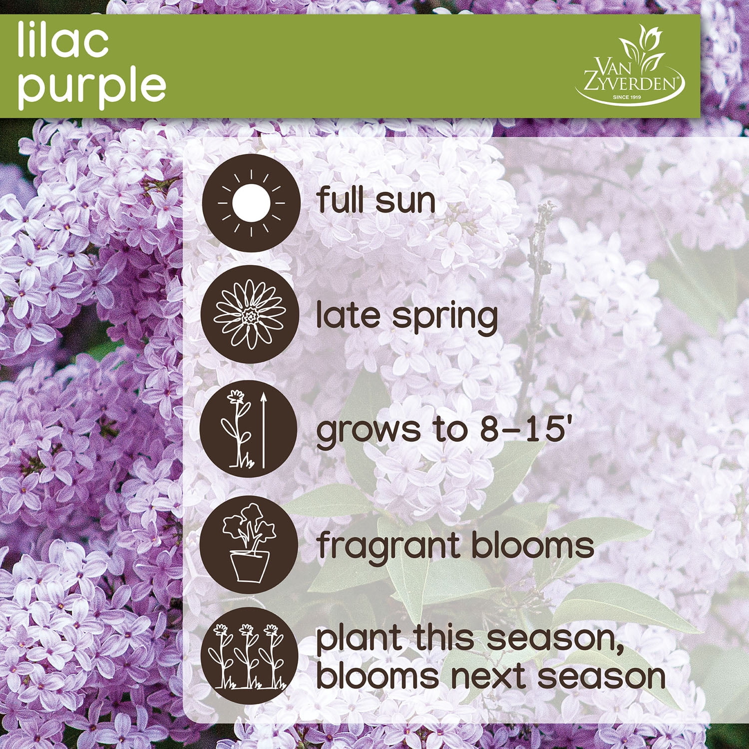 Expert Gardener Lilac Syringa Vulgaris Dormant Bare Root - Purple