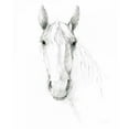 thumbnail image 3 of Tillmon, Avery 12x14 Black Modern Framed Museum Art Print Titled - Horse Sketch, 3 of 5