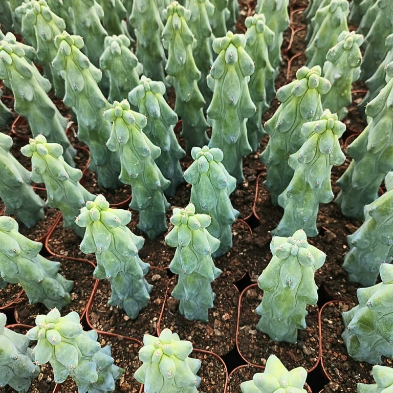 1am Succulents Boobie Cactus Live Plant, 4-6"" Rare Succulent for Indoor or  Outdoor Decor" - Walmart.com