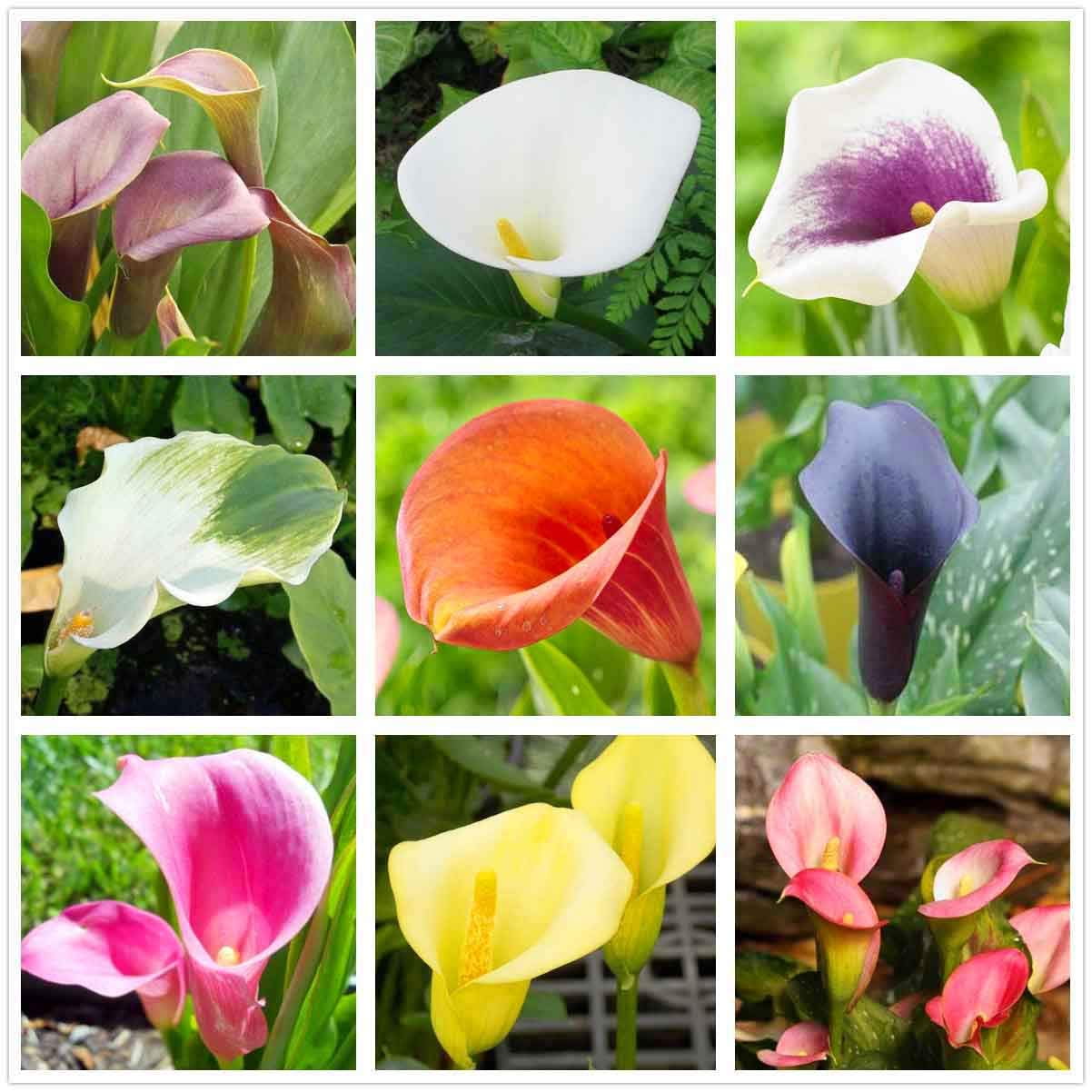 Calla Lily Mix（100+）Seeds Flowers Easy to Grow Planting for Outdoor Indoor  Home Bonsai 