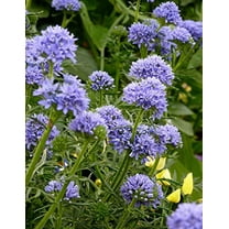 Globe Gilia, Blue Thimble Flower Seeds (Gilia Capitata), 6,000 Seeds by Seeds2Go
