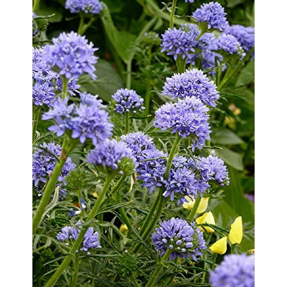 Globe Gilia, Blue Thimble Flower Seeds (Gilia Capitata), 6,000 Seeds by Seeds2Go