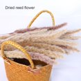 thumbnail image 3 of Phagmites De Hierba De Pampas Secas Pequeñas Decoración De Fragmitas Pequeños De Pampas Pequeños De Hierba De Decoración De Flores Secas Para Bodas En El Hotel Eigraketly HA044444-01, 3 of 6