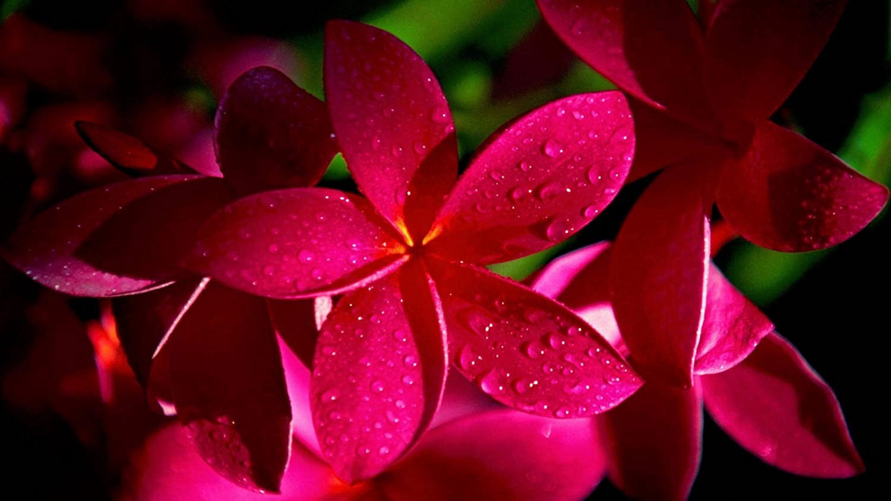 Hawaiian Tropical Red Plumeria Live Plants Cutting, Full Sun