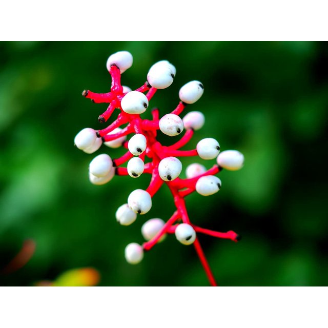 Doll's Eyes Wildflower Seeds 20+ Seeds of Actaea pachypoda NonGMO