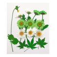 thumbnail image 1 of 13X Hermosas flores secas prensadas naturales múltiples Hojas prensadas para álbumes de recortes rtesanía Resina Fabricación DIY F, 1 of 8