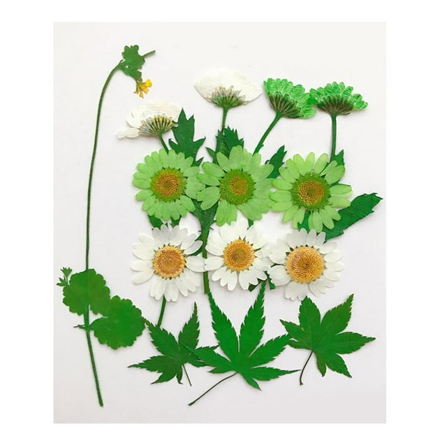 13X Hermosas flores secas prensadas naturales múltiples Hojas prensadas para álbumes de recortes rtesanía Resina Fabricación DIY F