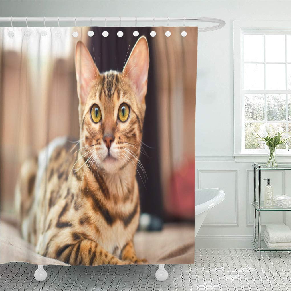 CYNLON Tabby Pet Bengal Cat Curious Kitten Kitty Portrait Veterinarian