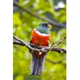 thumbnail image 2 of Lord, Fred 17x24 Black Ornate Wood Framed with Double Matting Museum Art Print Titled - Costa Rica, Rio Savegre Male collared trogon, 2 of 4