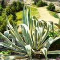thumbnail image 3 of Agave Americana 'Variegata', 3 of 5