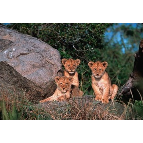 Den of Lion Cubs, Serengeti, Tanzania Poster Print by Dee Ann Pederson (38 x 26)